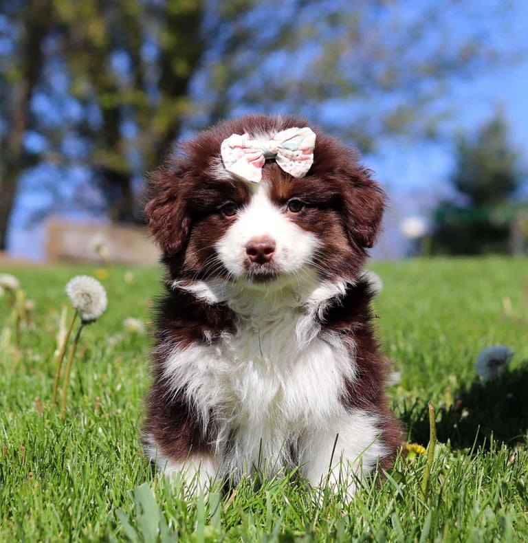 Australian Shepherd Puppies for Sale