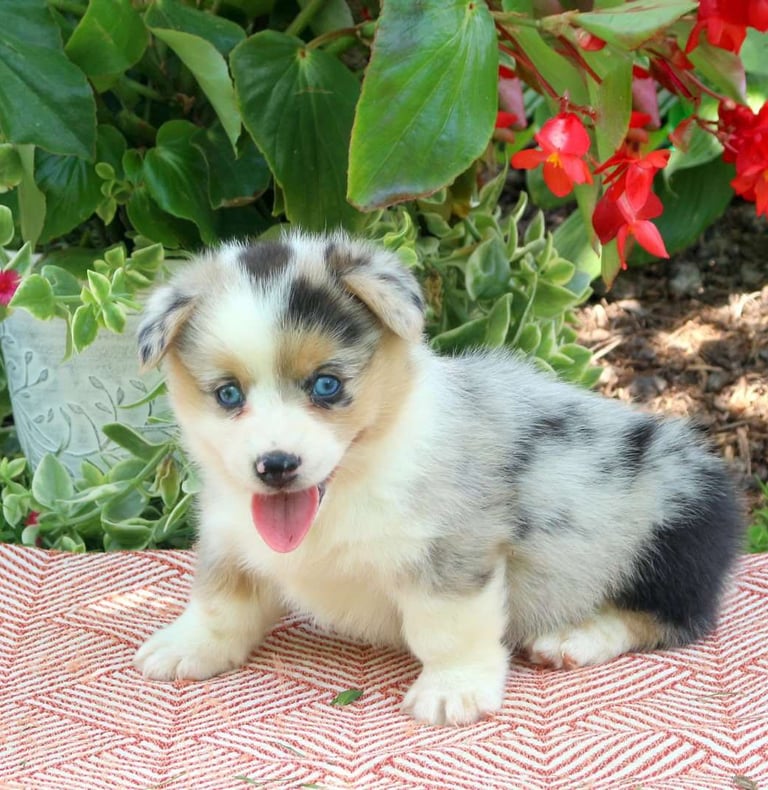 Corgi Puppies for Sale