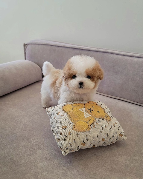 Maltipoo Puppies for Sale