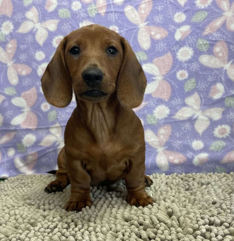 Dachshund Puppies for Sale