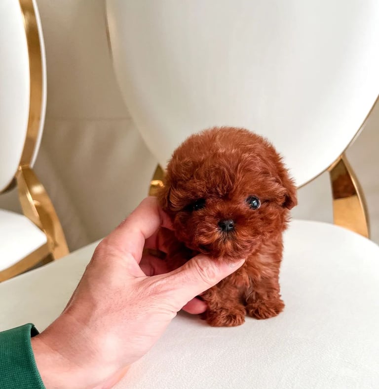 Poodle Puppies for Sale