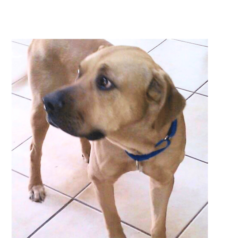 Balou learning to trust