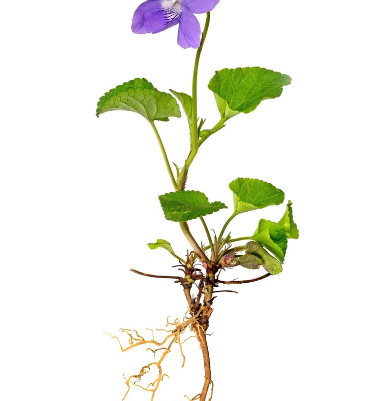 Root Plan - Essential Website Management