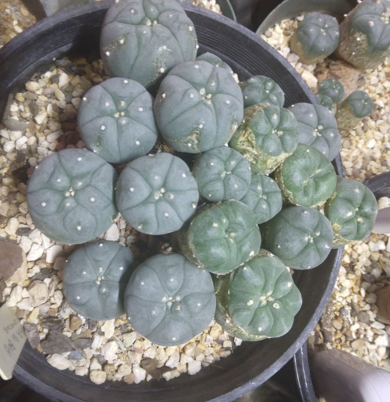 Council of the Peyote Way of Life Coalition