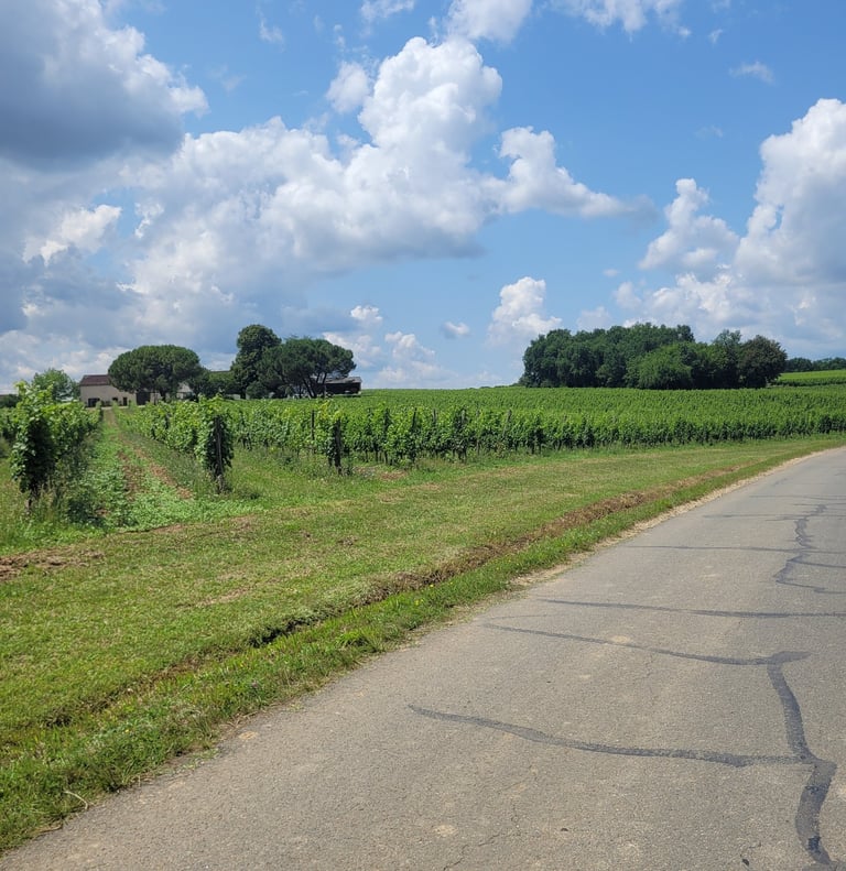 Rangs de vignes du Château Hostin Le Roc