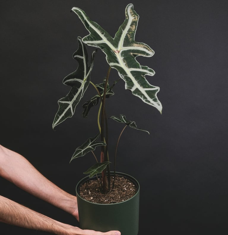 Alocasia sanderiana 'Nobilis'