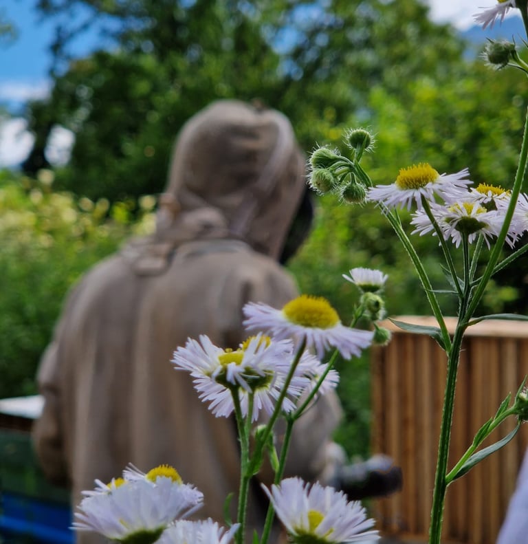 apiculteur , ruches et fleurs