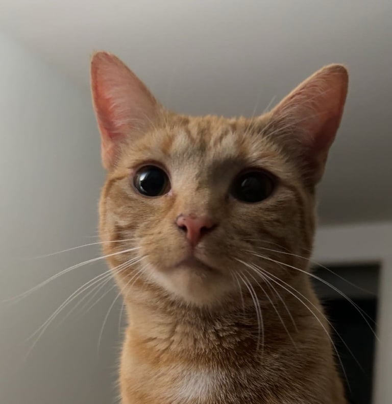 Orange Cat Looking into Camera 