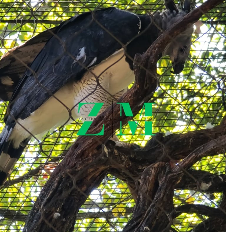 A majestic Harpy Eagle perched on a tree branch inside a sanctuary enclosure with sunlit green foliage background.