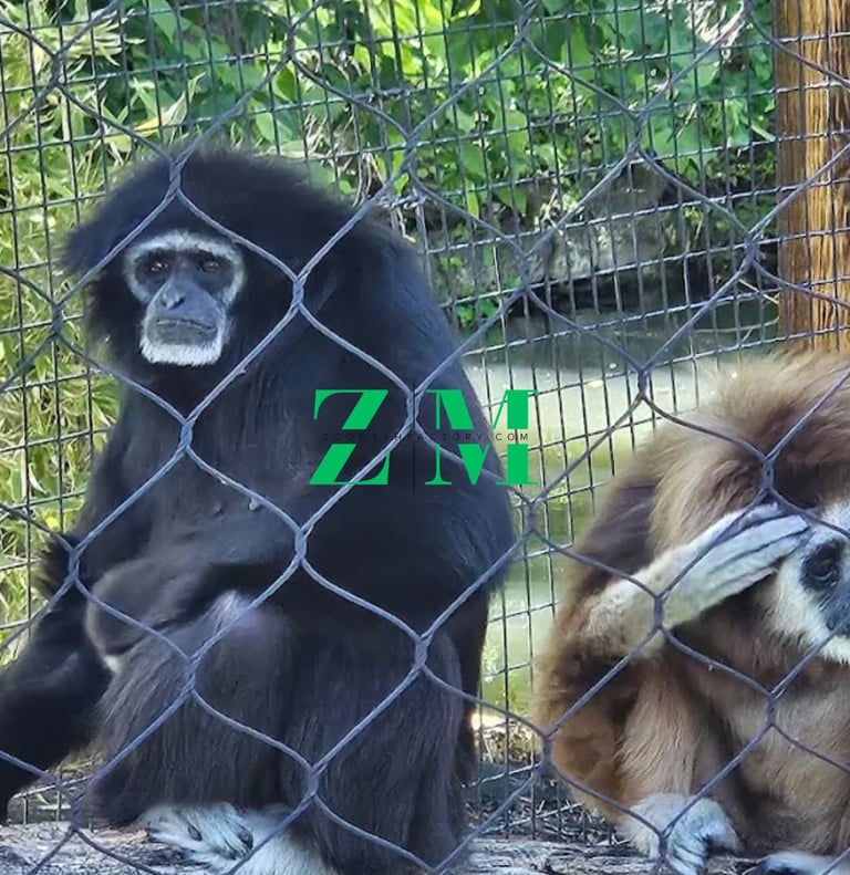 A black gibbon and a brown lar gibbon sitting behind a wire fence in a zoo enclosure.