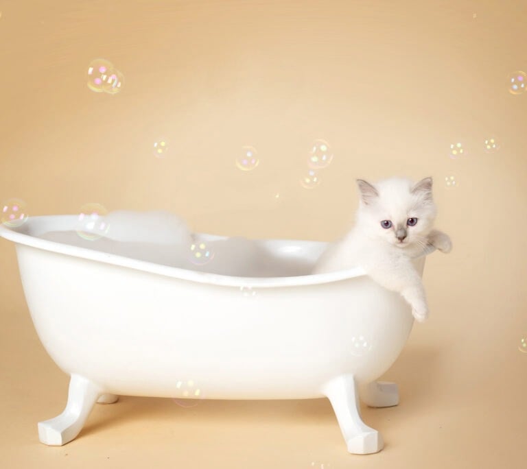 Sacré de Birmanie Blue Point - Chaton - Bain