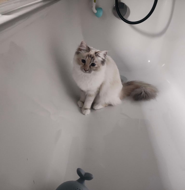 Yuki bain - Sacré de Birmanie - Blue Tortie Tabby Point