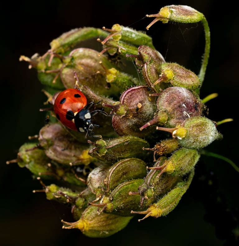 Ladybird, RSPB Rye Meads, Herts