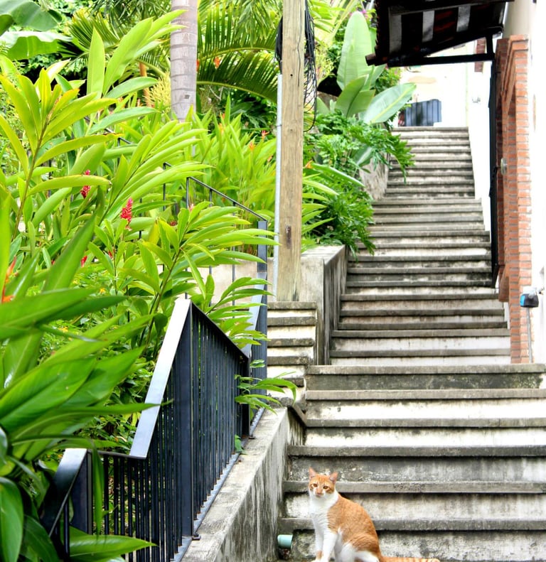 a cat sitting on a set of stairs in Puerto Vallarta