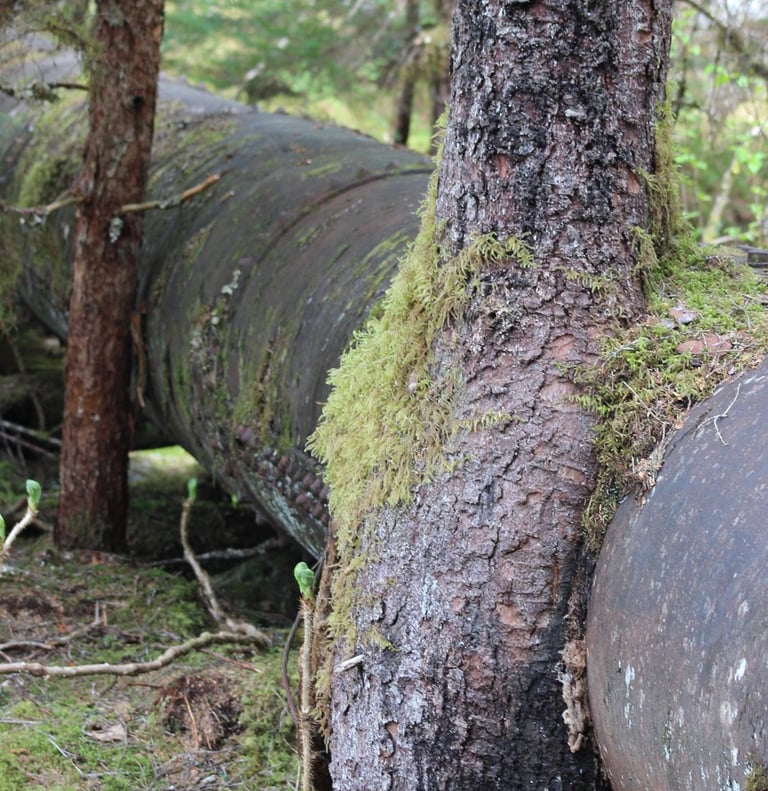 a large pipe pipe sitting in the middle of a forest