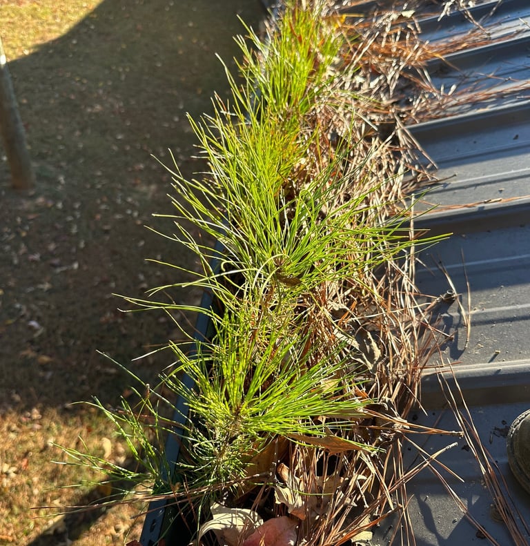 Pine trees growing in gutters