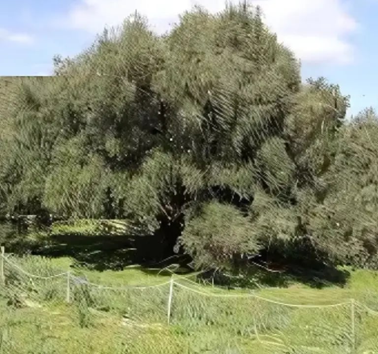 Luras oldest olive tree in Sardegna