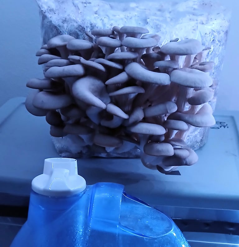 how to keep mushroom grow kits from drying out using a humidifier