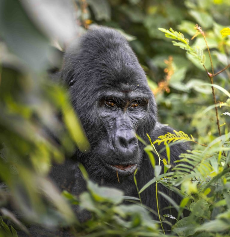a gorilla in the jungle with a gorilla in the background