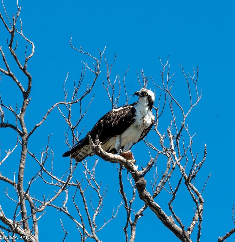 an osprey on a branch and bright blue skies in sanibel island florida