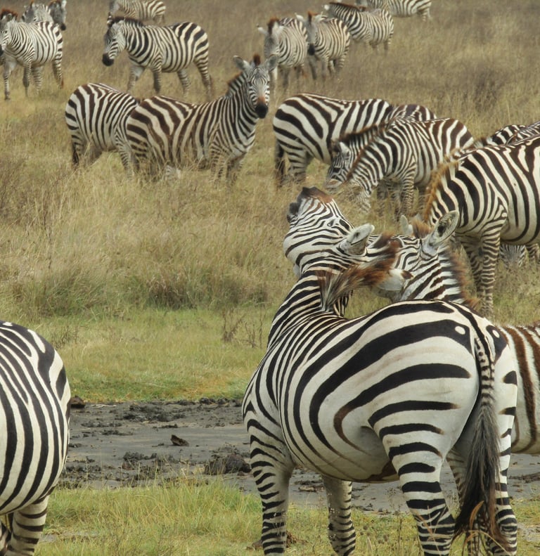 a herd of zebras standing and others having funny in Ngorongoro Crater