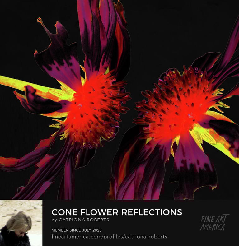 Digital image featuring two Cone flowers on a dark abstract background.