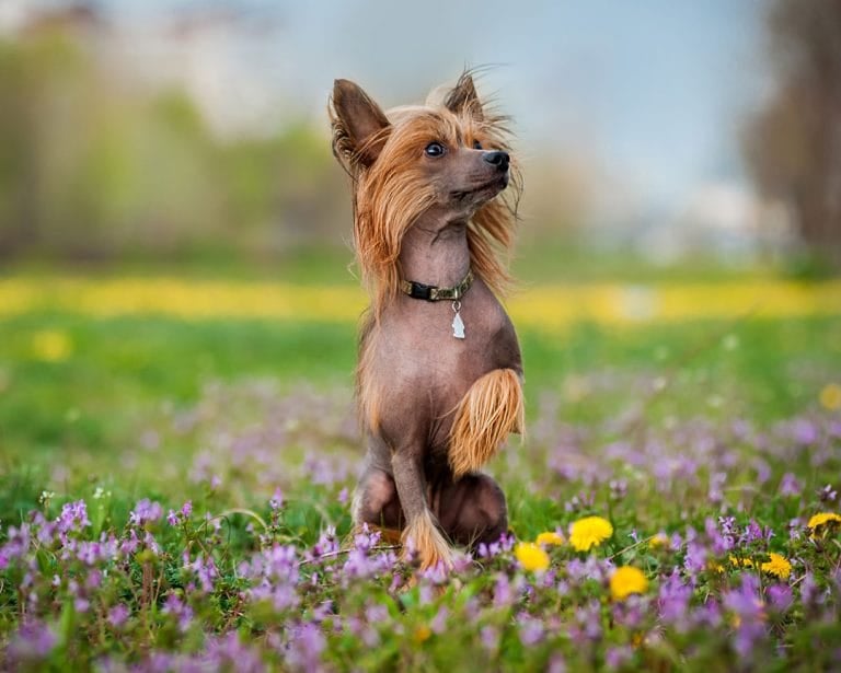 Chinese Crested puppies for sale