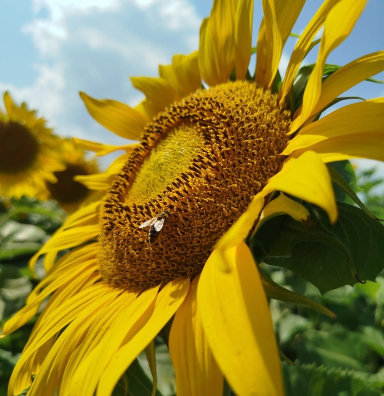 fleur jaune et abeille - RSE