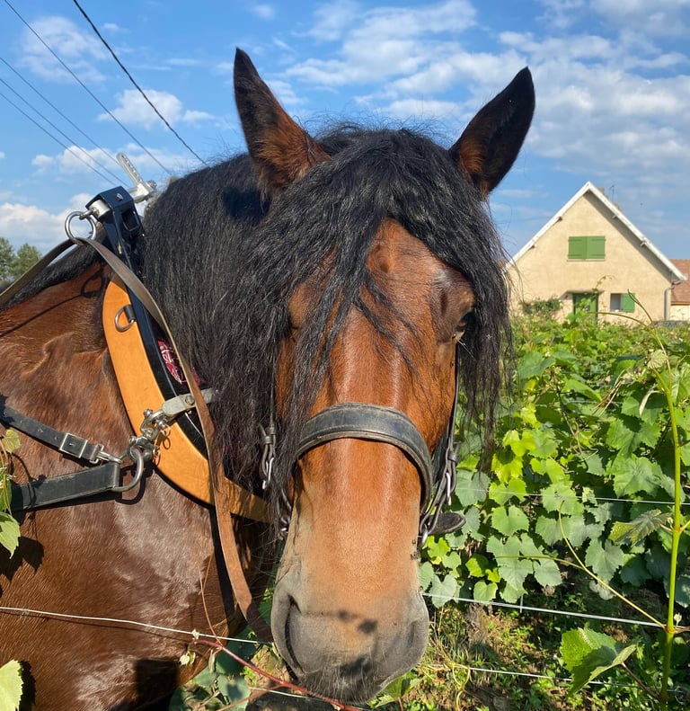 Cheval du domaine