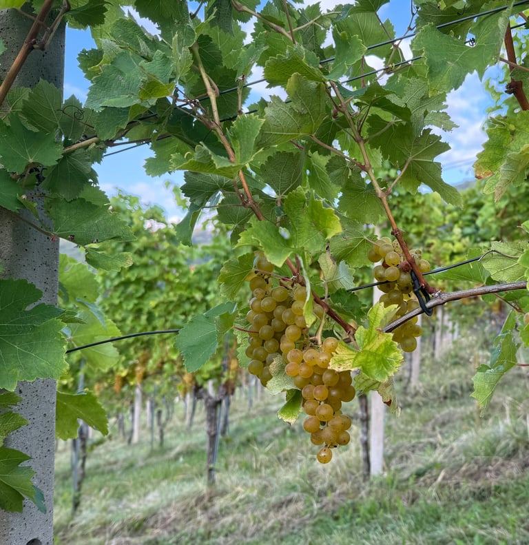 Reife Weintrauben am Stock