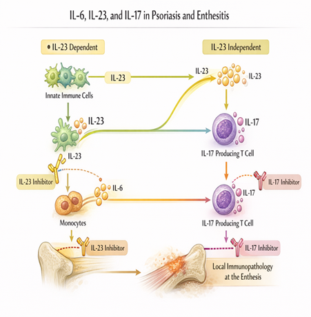 Metabolic Pathways in Psoriasis and Enthesitis