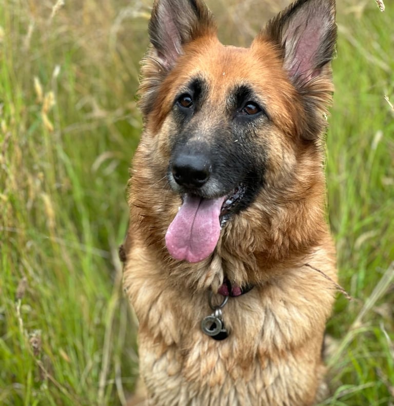 A stunning German shepherd sits peacefully in the long grass