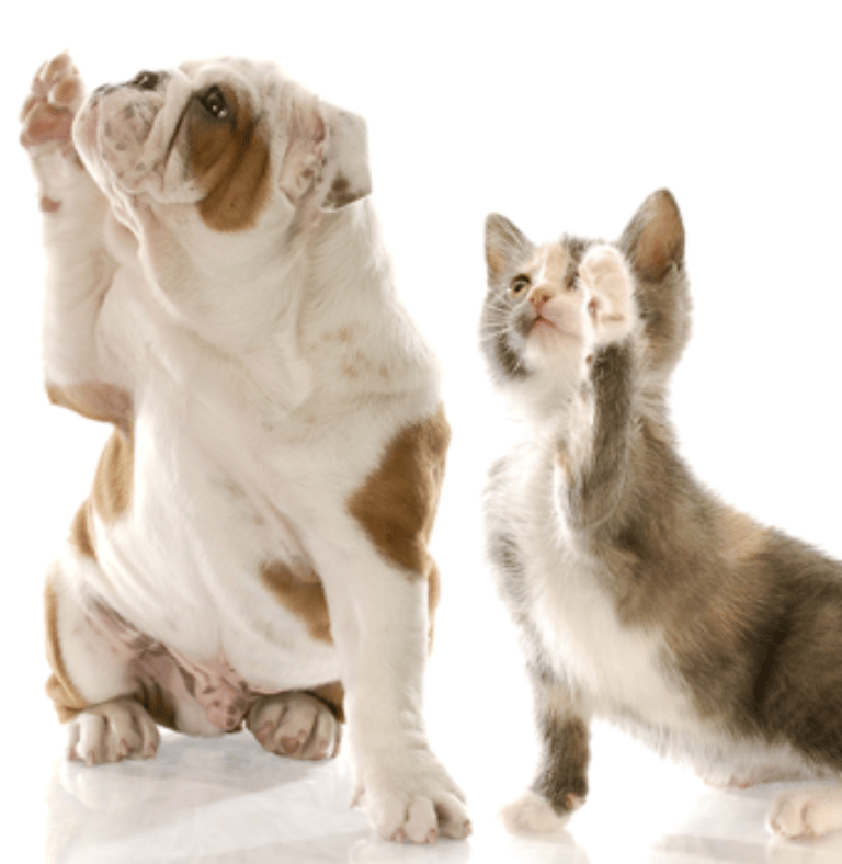 cane gatto crocchette cibo animali integratori cibo umido cani gatti crocchette cani gatti reico 