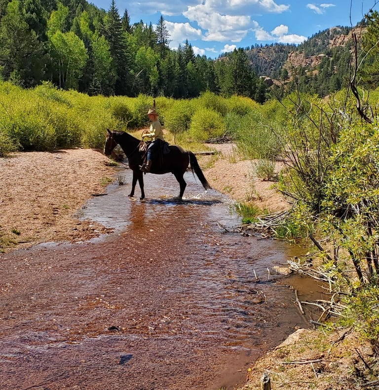 a horse is walking through a stream of water