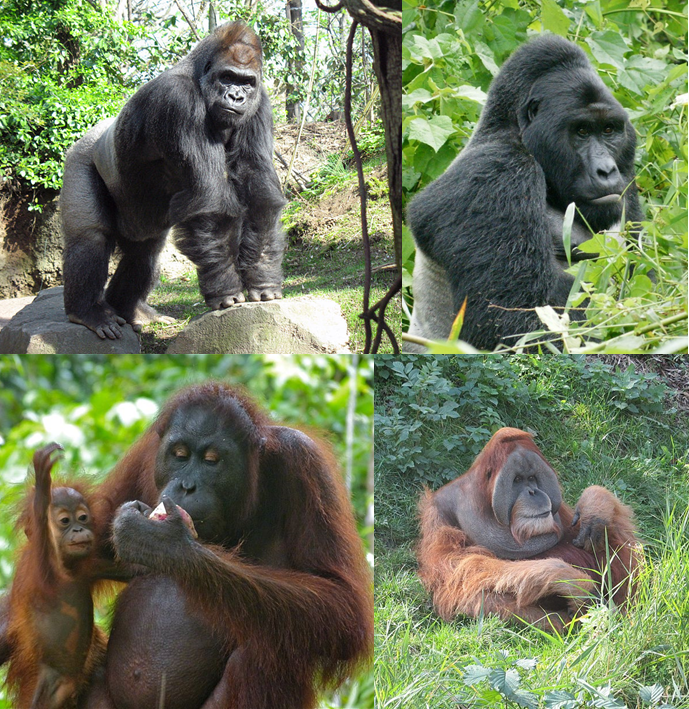 Les quatre espèces de grands singes menacées d'extinction