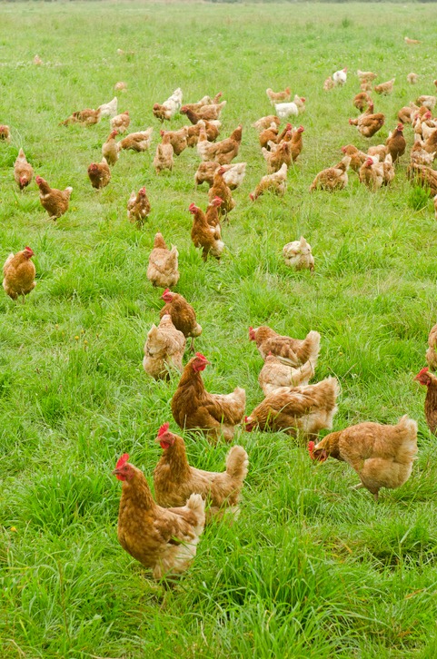 free range chickens impacting soil health