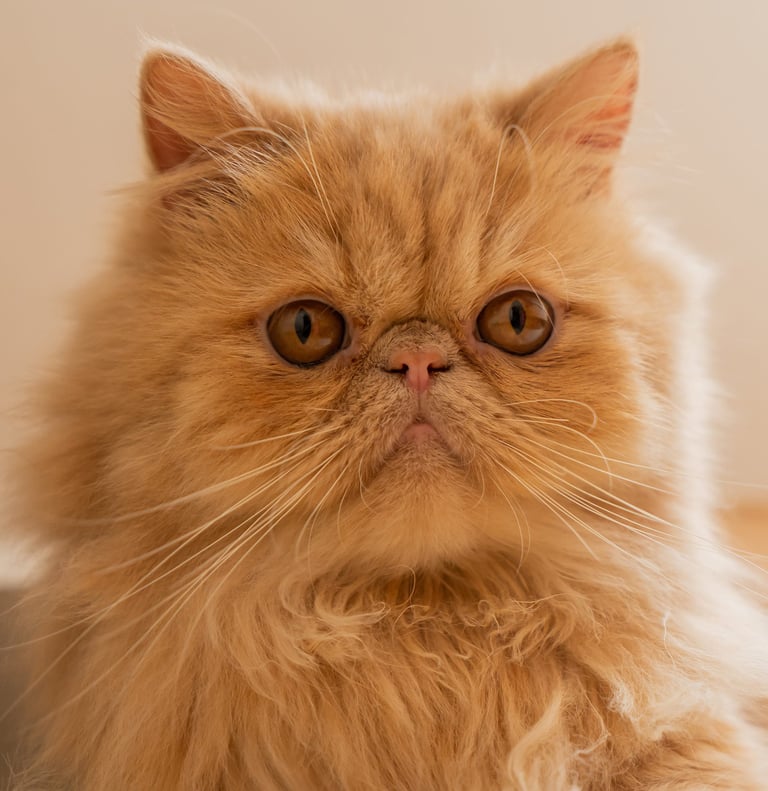 Primer plano de Quiny, gata Persa color amarillo.