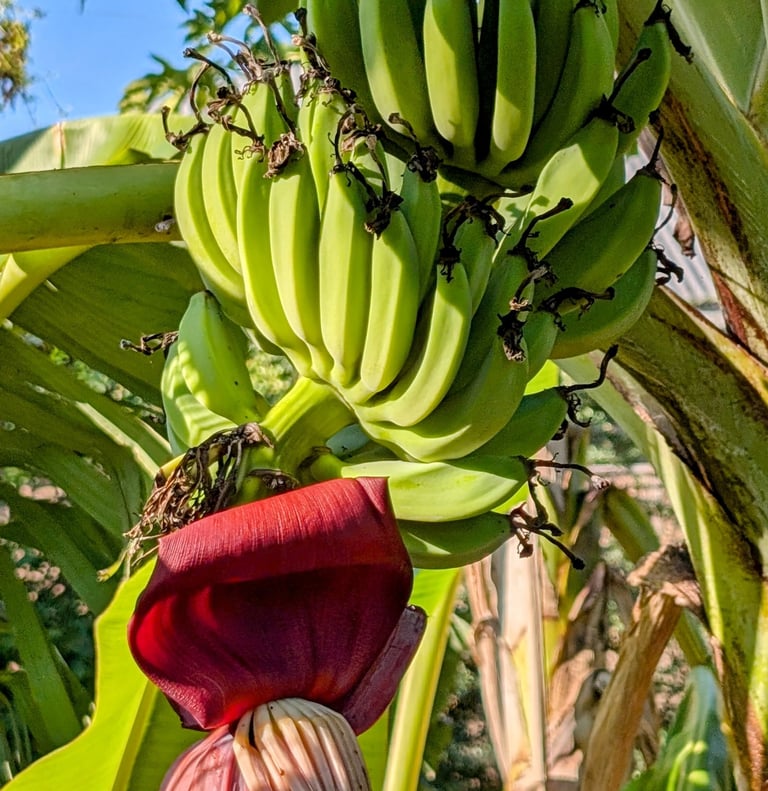a banana tree with a bunch of bananas on it at AAK Farm