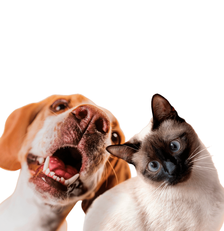 venta de cbd para mascotas en Guadalajara