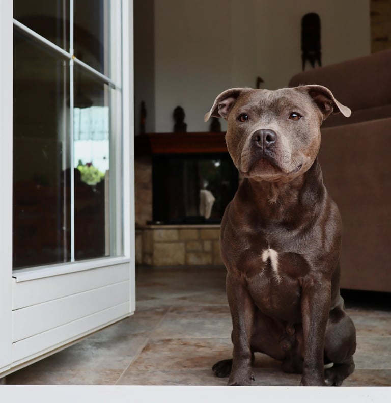 Un chien serein en intérieur.
