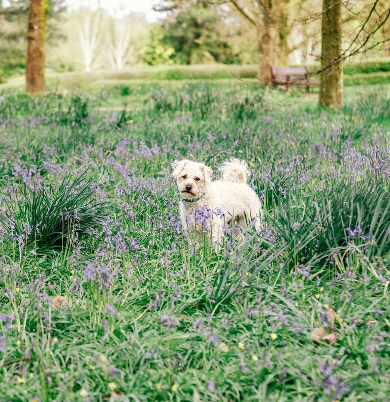 a dog in a field of flowers