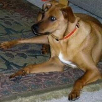 Brown dog lying down