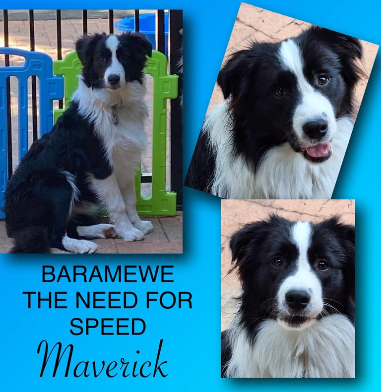 Black and White Stud Dog Border Collie 