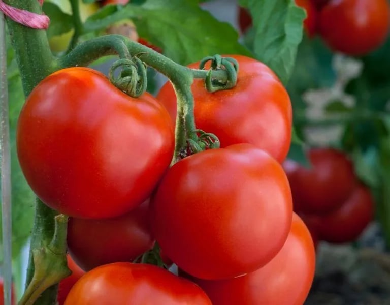 Premium Egyptian Fresh Tomatoes for Export - HS Code 070200