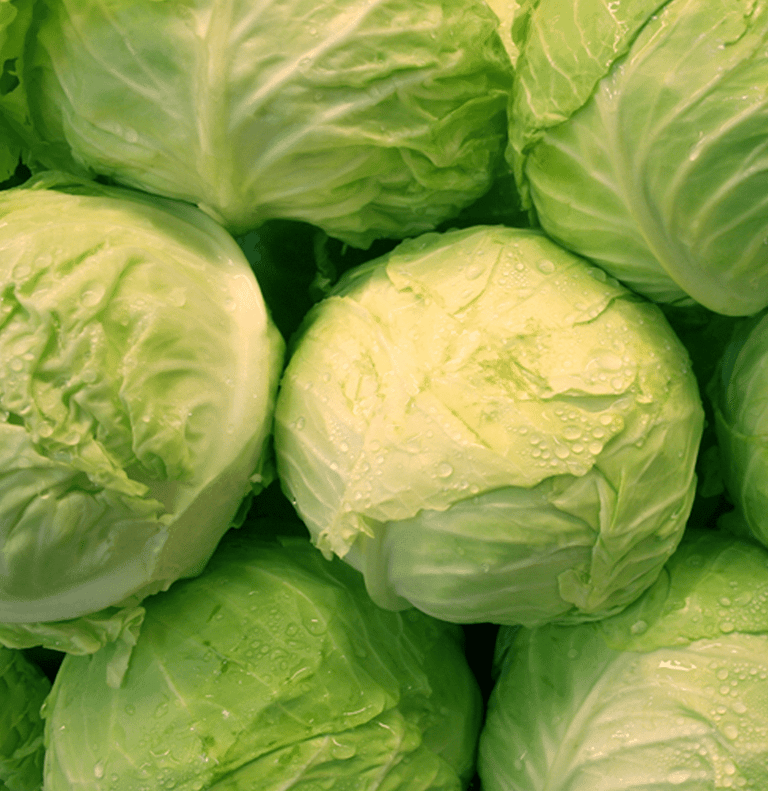 Premium Egyptian Fresh White Cabbage for Export - HS Code 070490