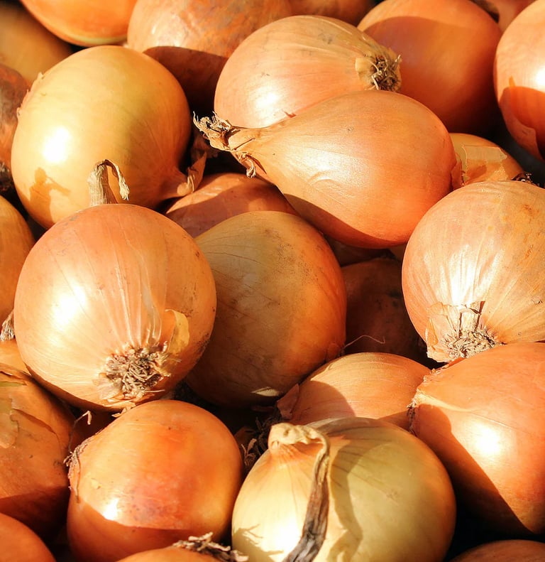 Premium Egyptian Fresh Yellow Onion for Export - HS Code 070310
