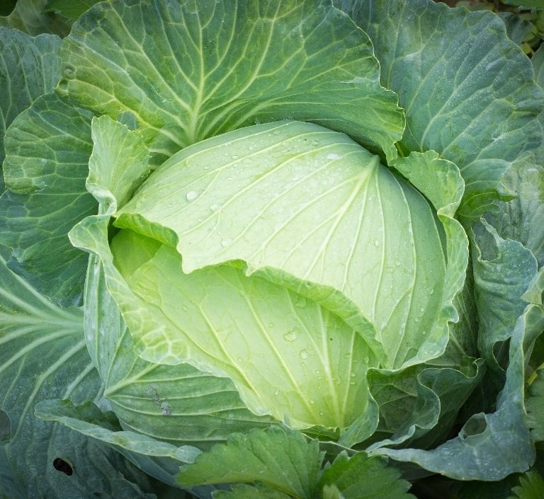 Premium Egyptian Fresh Cabbage for Export - HS Code 070490