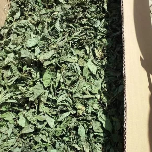 Premium Egyptian Dry Molokhia for Export - HS Code 071290