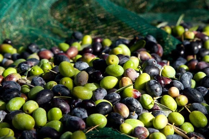 Premium Egyptian Fresh Olives for Export - HS Code 070992