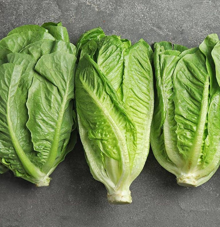 Premium Egyptian Fresh Romaine Lettuce for Export - HS Code 070511